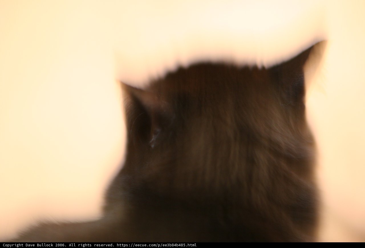 Blurry Feline Frenzy