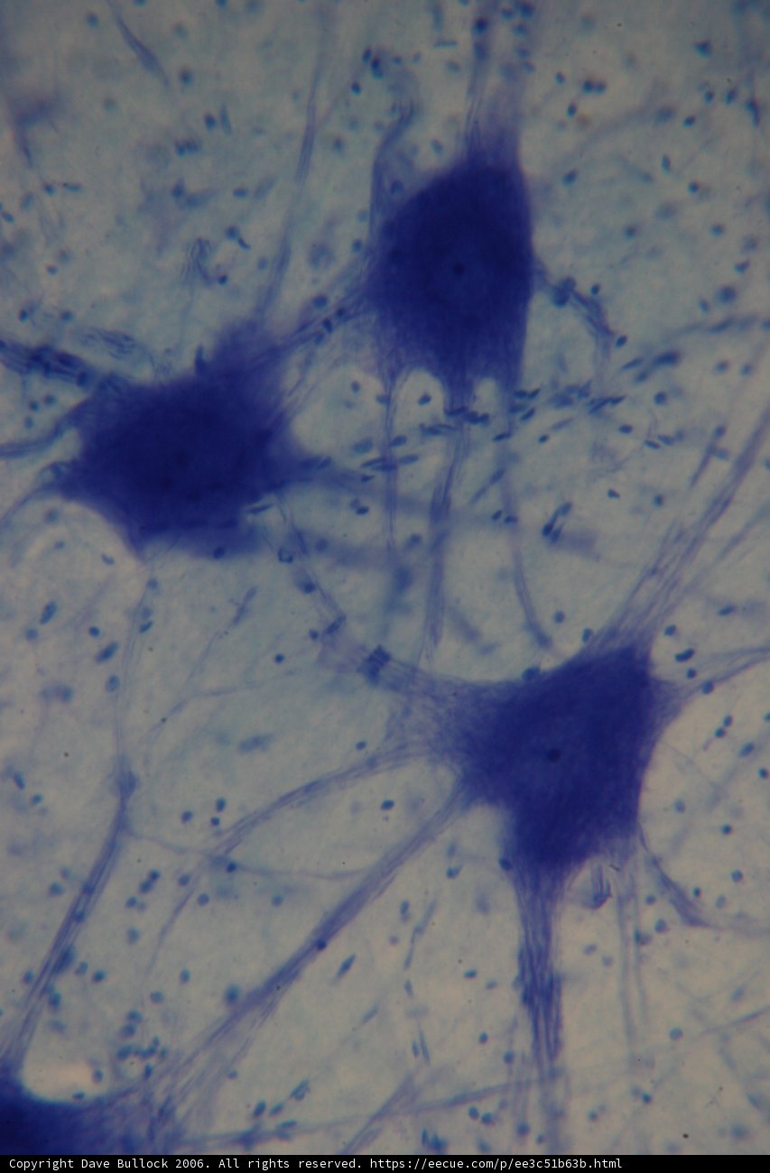 Blue Stained Cell