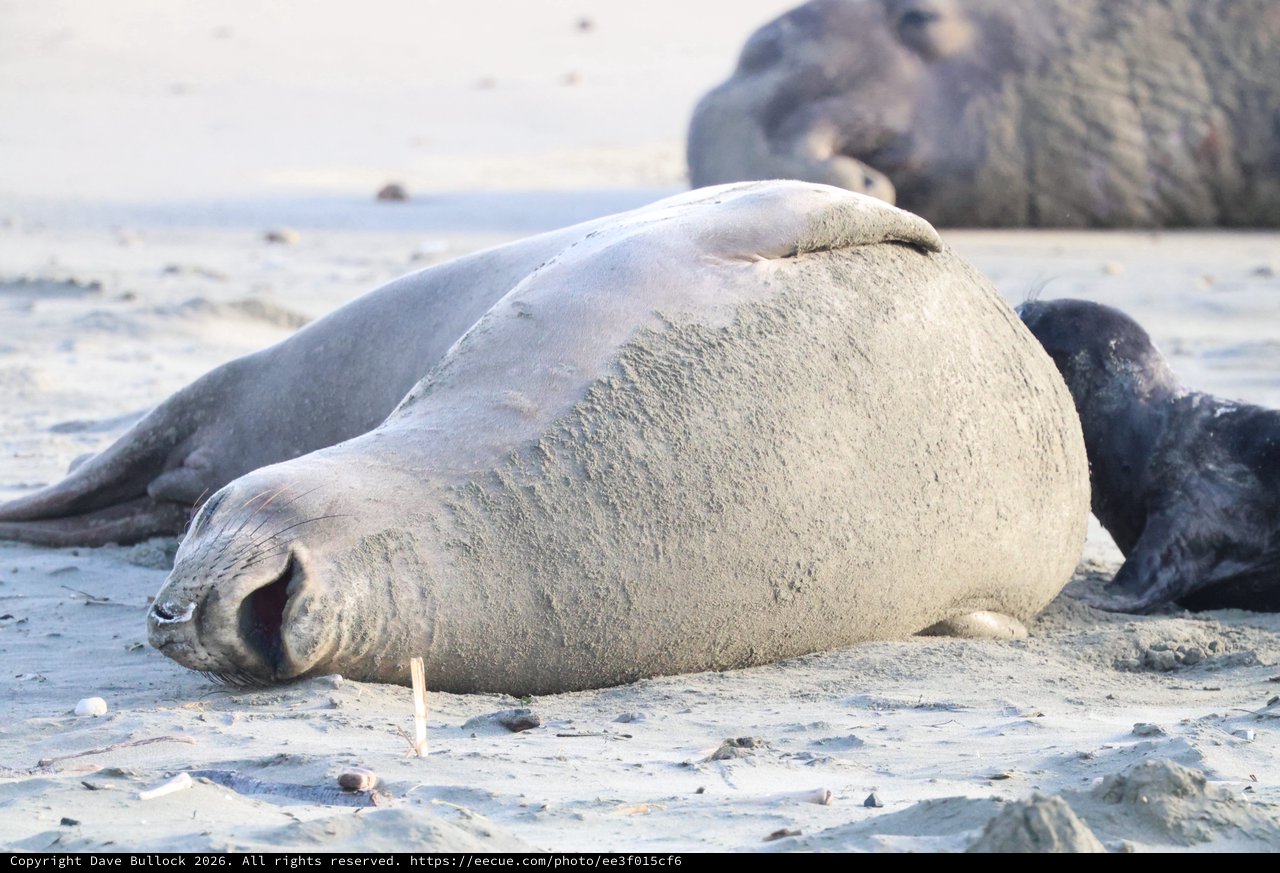 Elephant Seal Resting on Sandy Beach at Drakes Beach