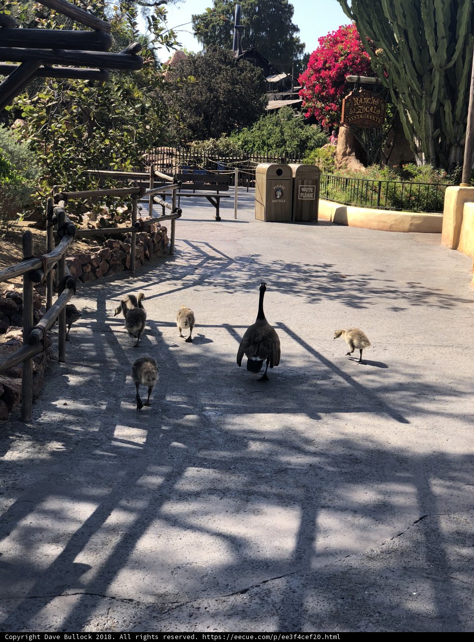 Flock of Ducks on the Walkway