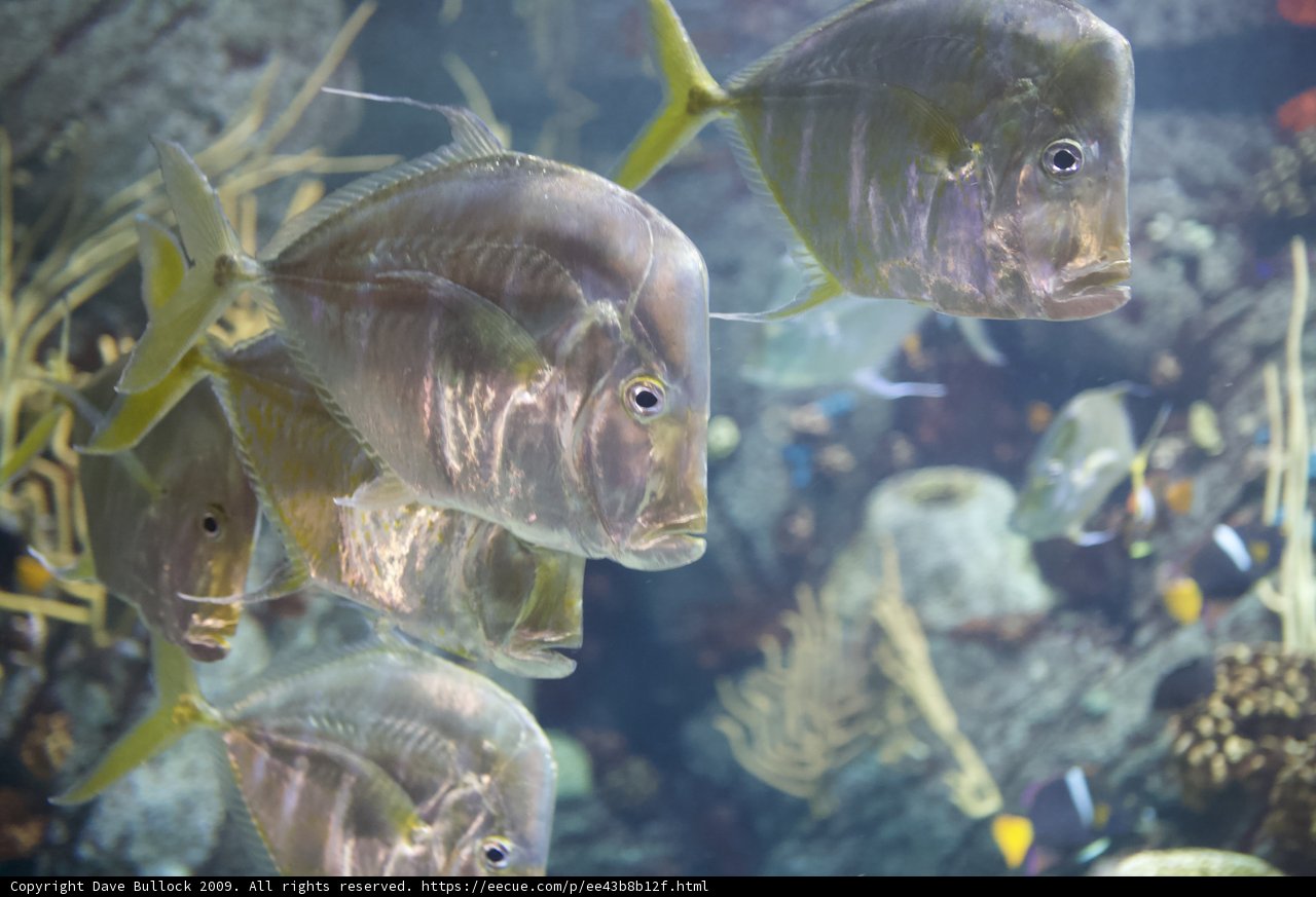 School of Surgeonfish