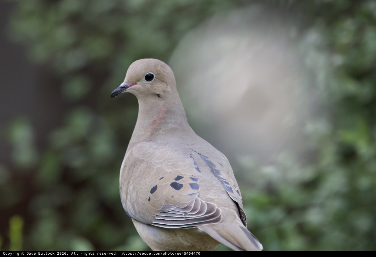 Mourning Dove Portrait in Natural Habitat