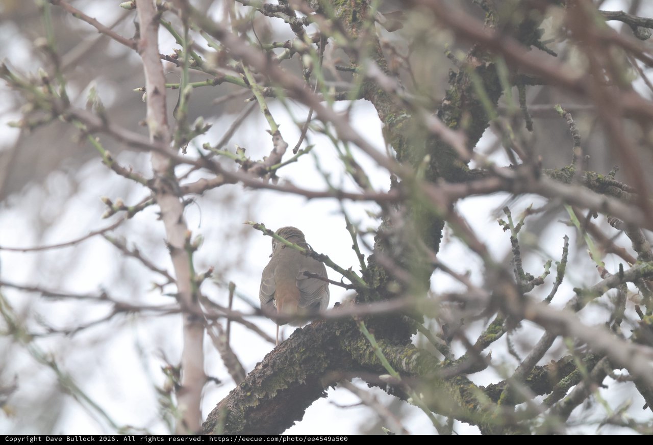 Green Finch Perched Among Bare Winter Branches