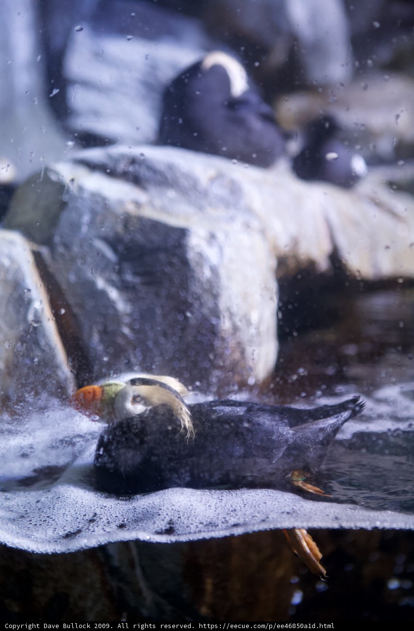 Puffin Bird Takes a Dip