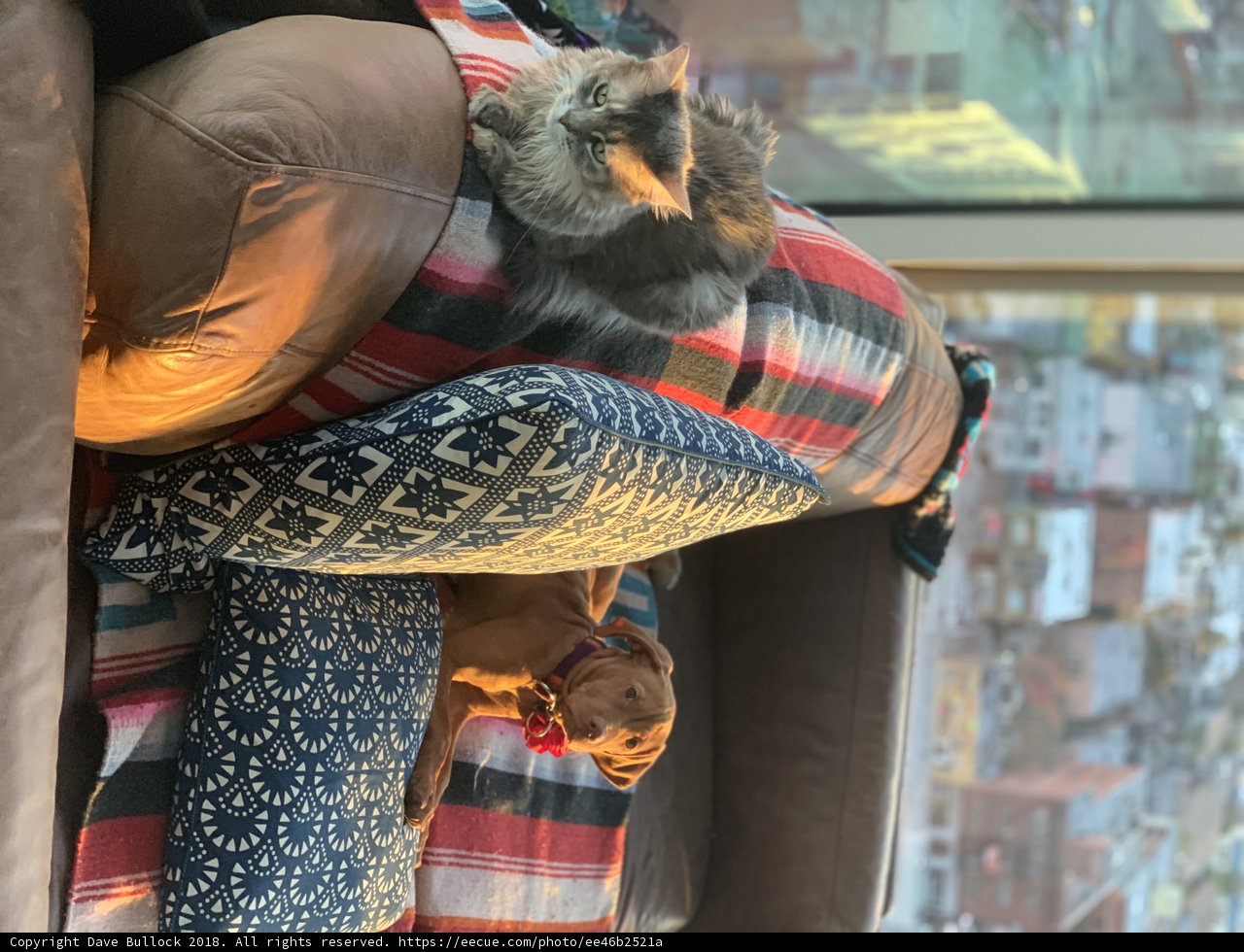 Cozy Companions on the Couch