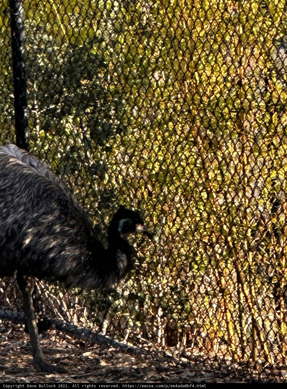 A Feathered Friend in the Park