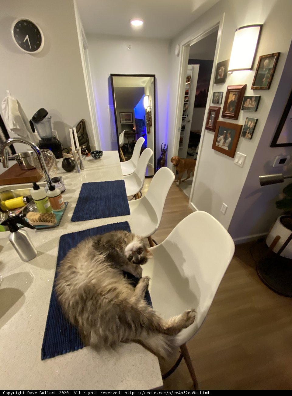 Feline in the Kitchen