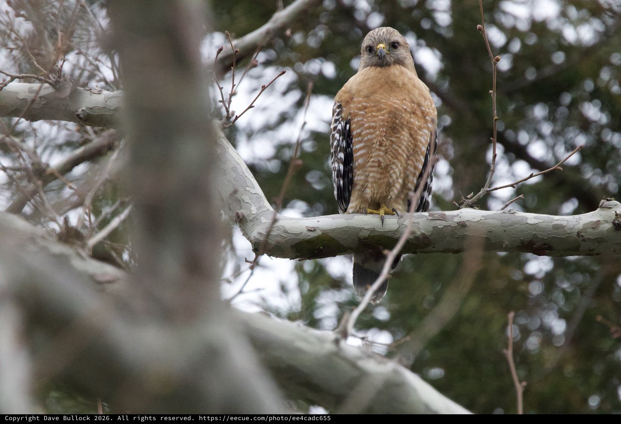 Red-shouldered Hawk Perched on Winter Branch