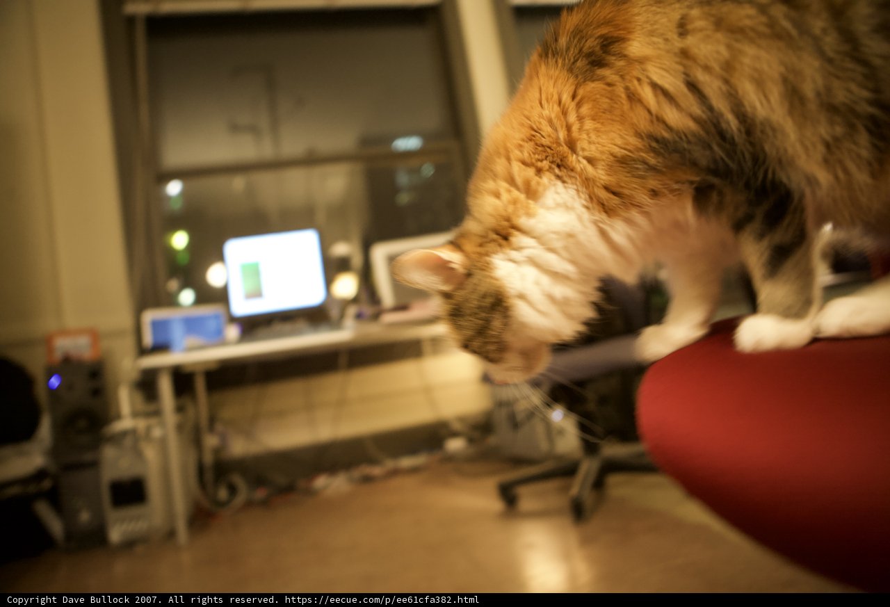 Feline IT Expert