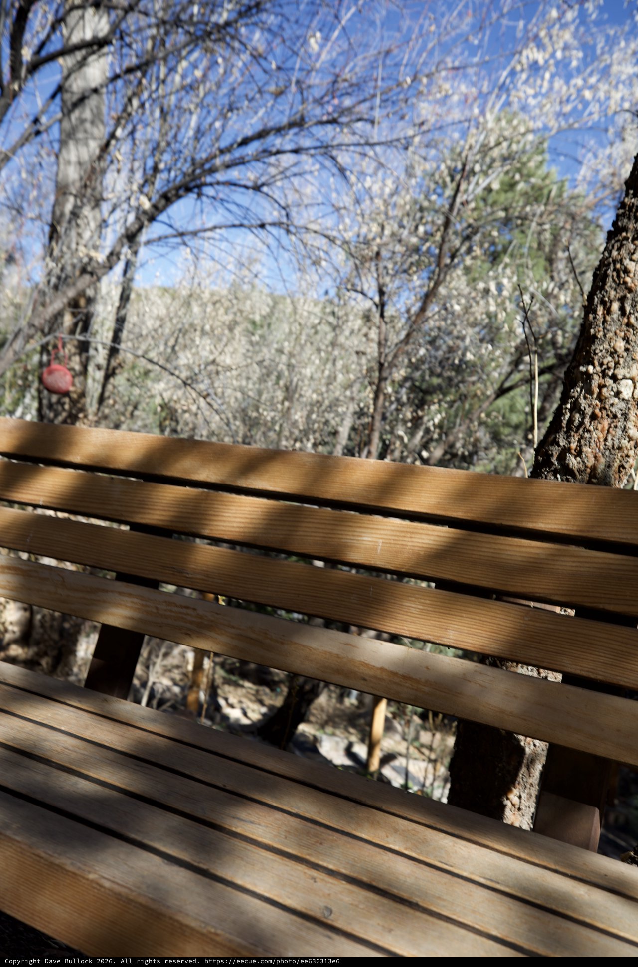 Weathered Park Bench Among Bare Trees in Early Spring