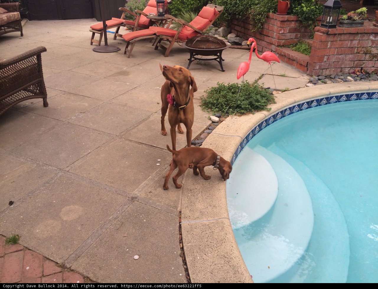 Poolside Pals