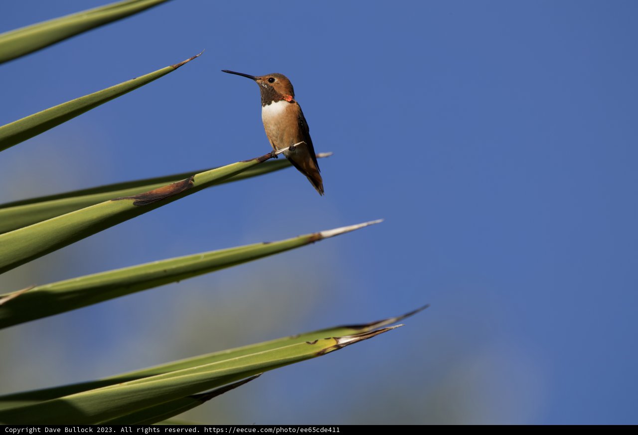Serene Morning with Hummingbird