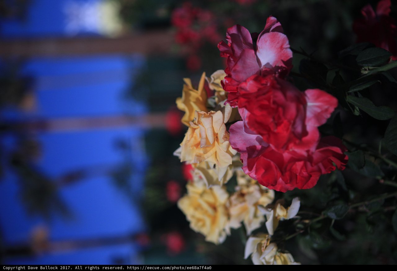 Beauty in the Desert