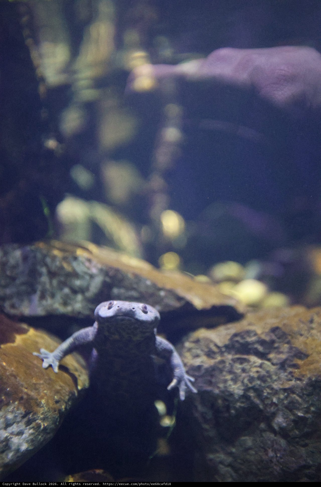 Purple Salamander Resting on Underwater Rocks in Aquarium