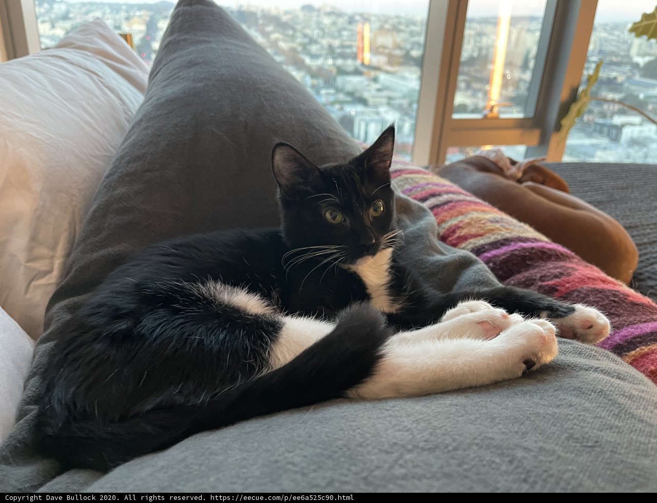 Cozy Cat Nap