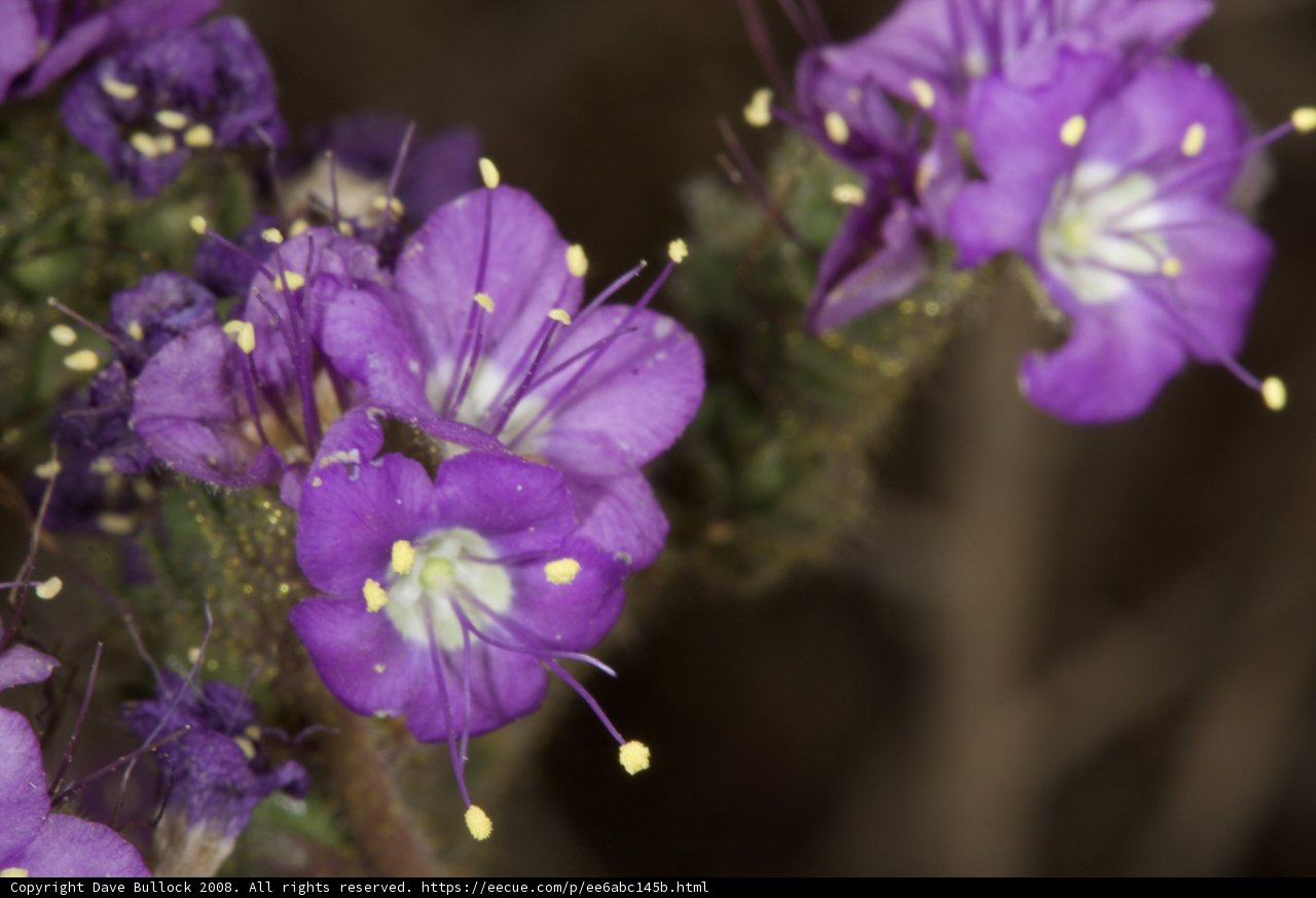 Purple Geraniums in the Desert