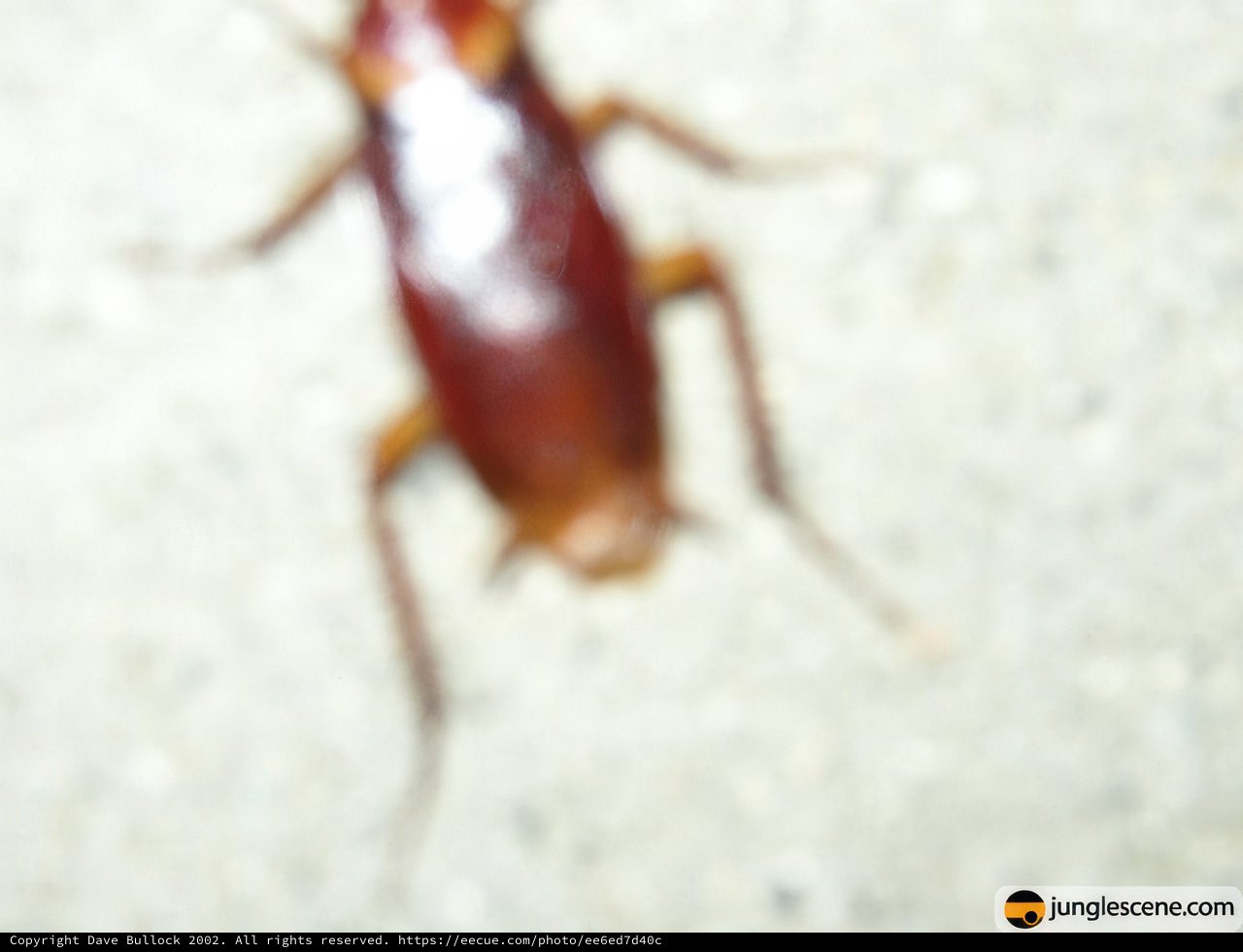 Striped Arthropod