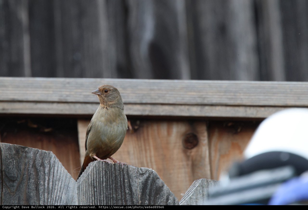 Small Brown Bird Perched on Weathered Wooden Fence