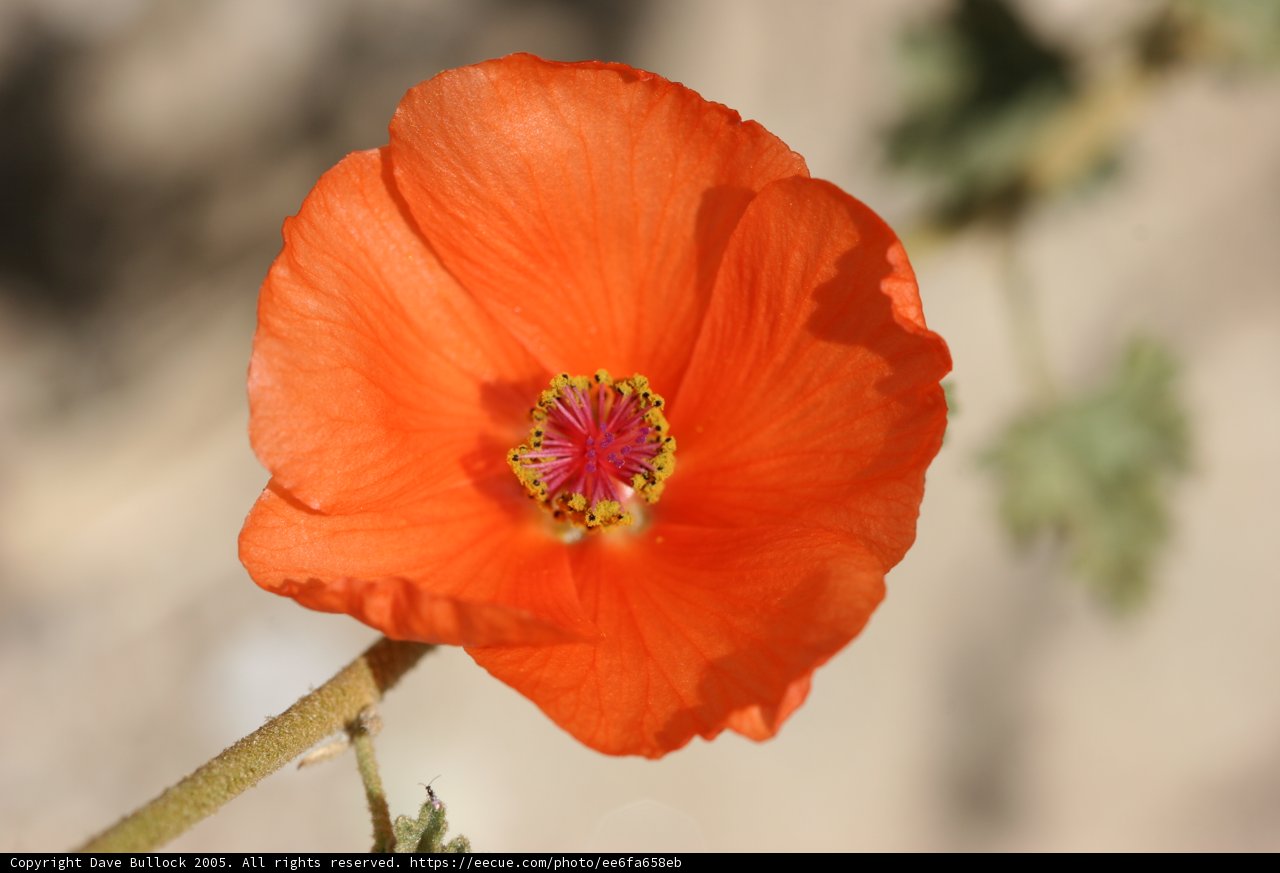 Vivid Orange Beauty
