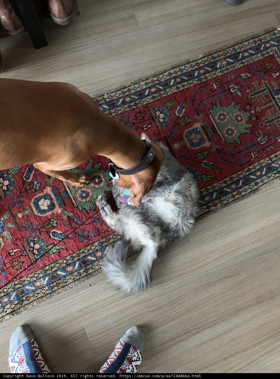 Furry companions on hardwood floor