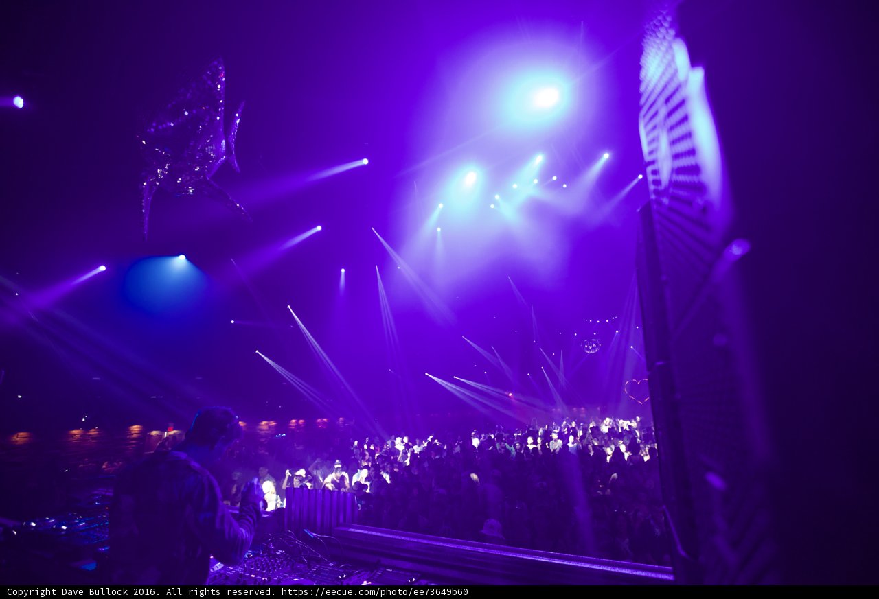 Purple Haze Performance