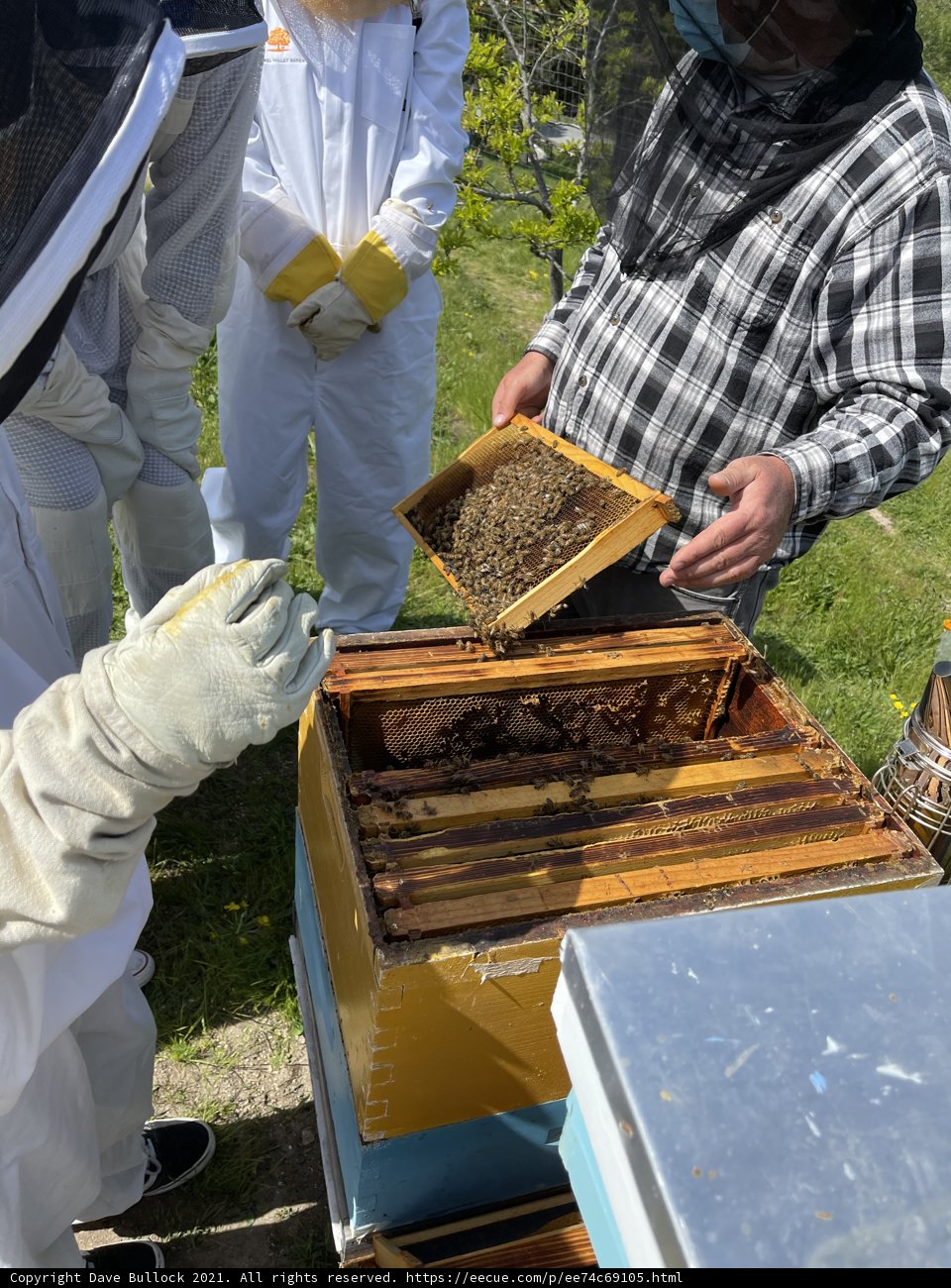 Busy Beekeeper Inspects Hive