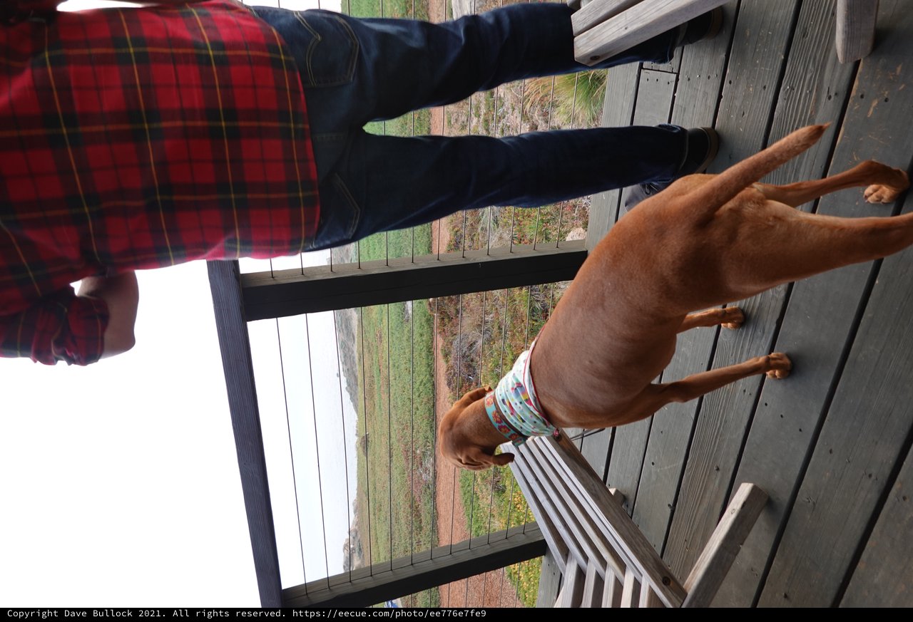 Dog and Owner on Rural Deck Overlook