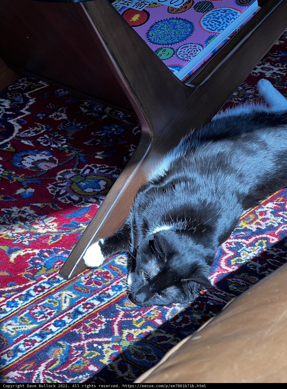 Cozy Cat Rests on Wood Flooring Rug