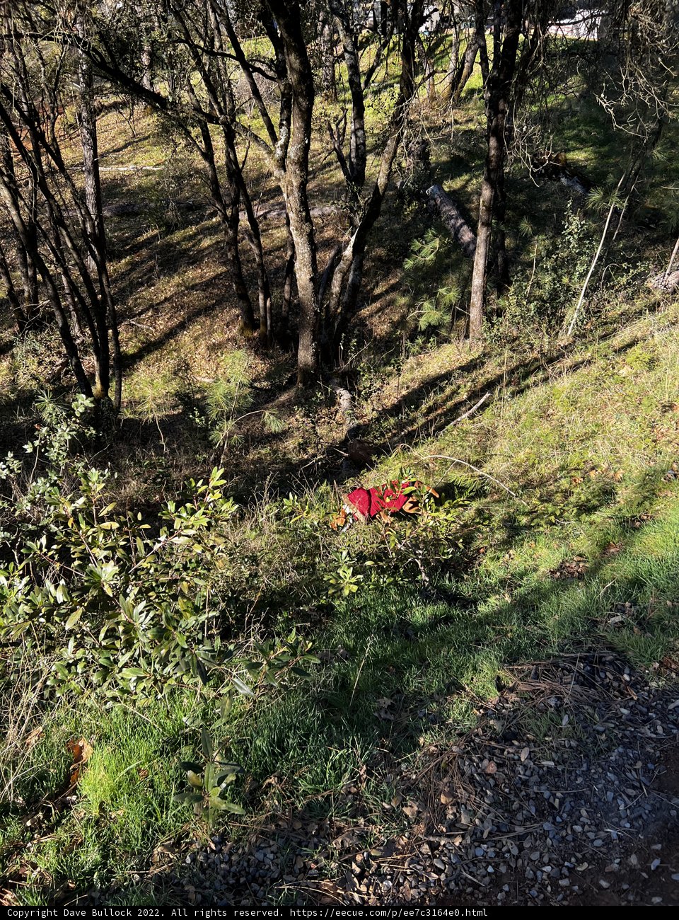 Solitary Sentinel