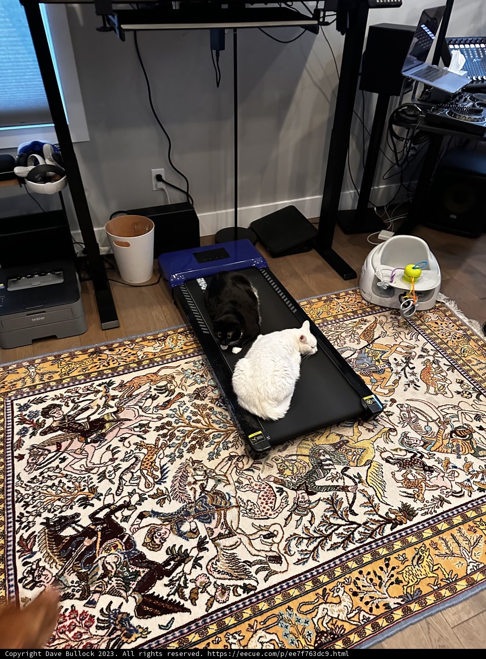 Canine Cardio