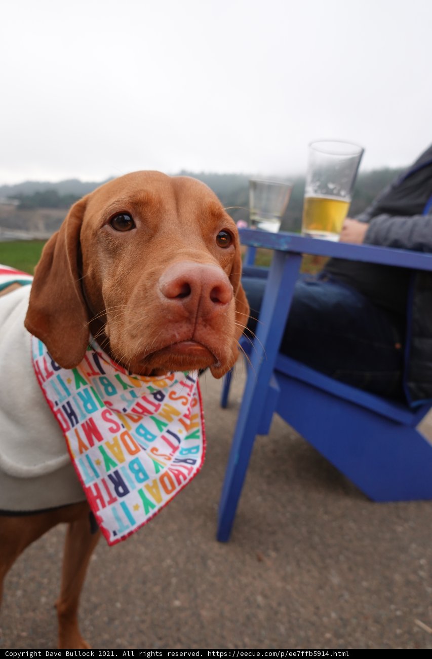 The Hippest Hound in Jenner