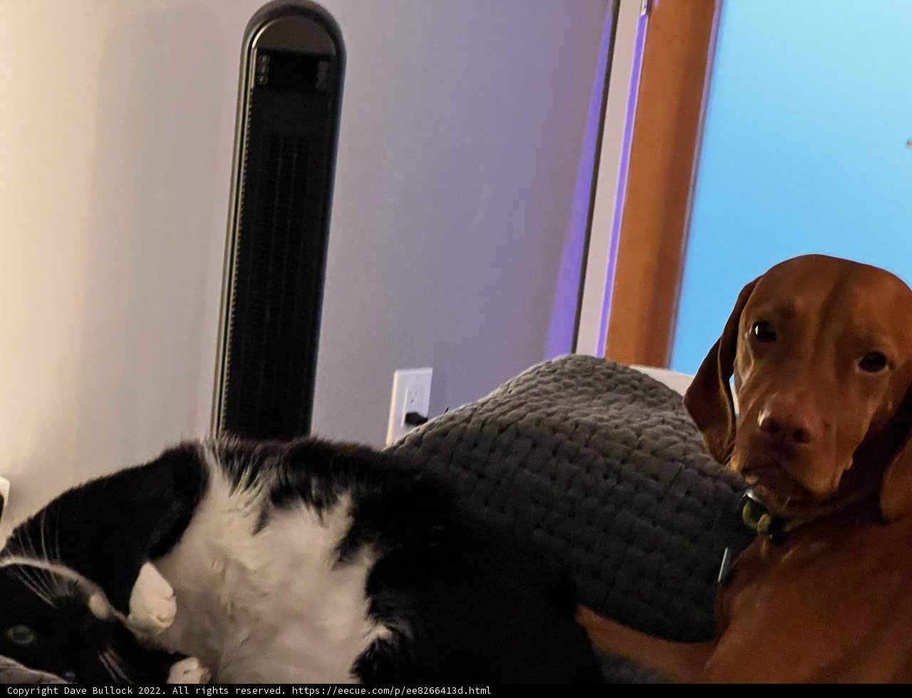 Furry Friends Relaxing on the Couch