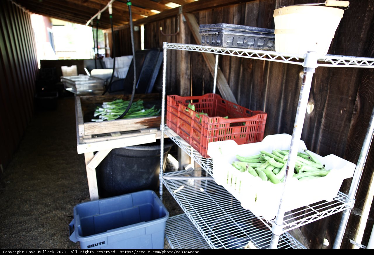 Abundant Harvest from the Regenerative Garden
