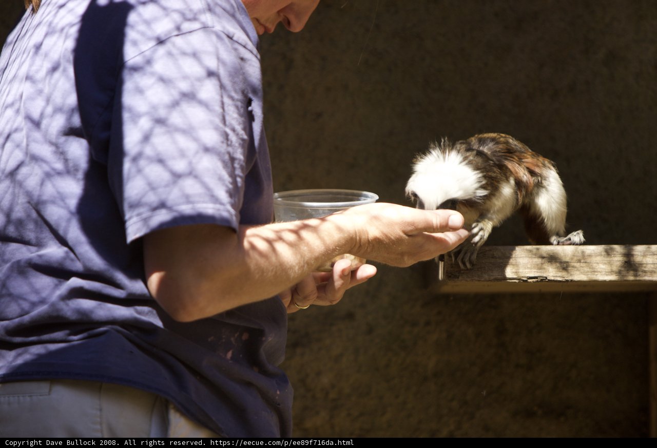 Man Feeding a Monkey at the Zoo