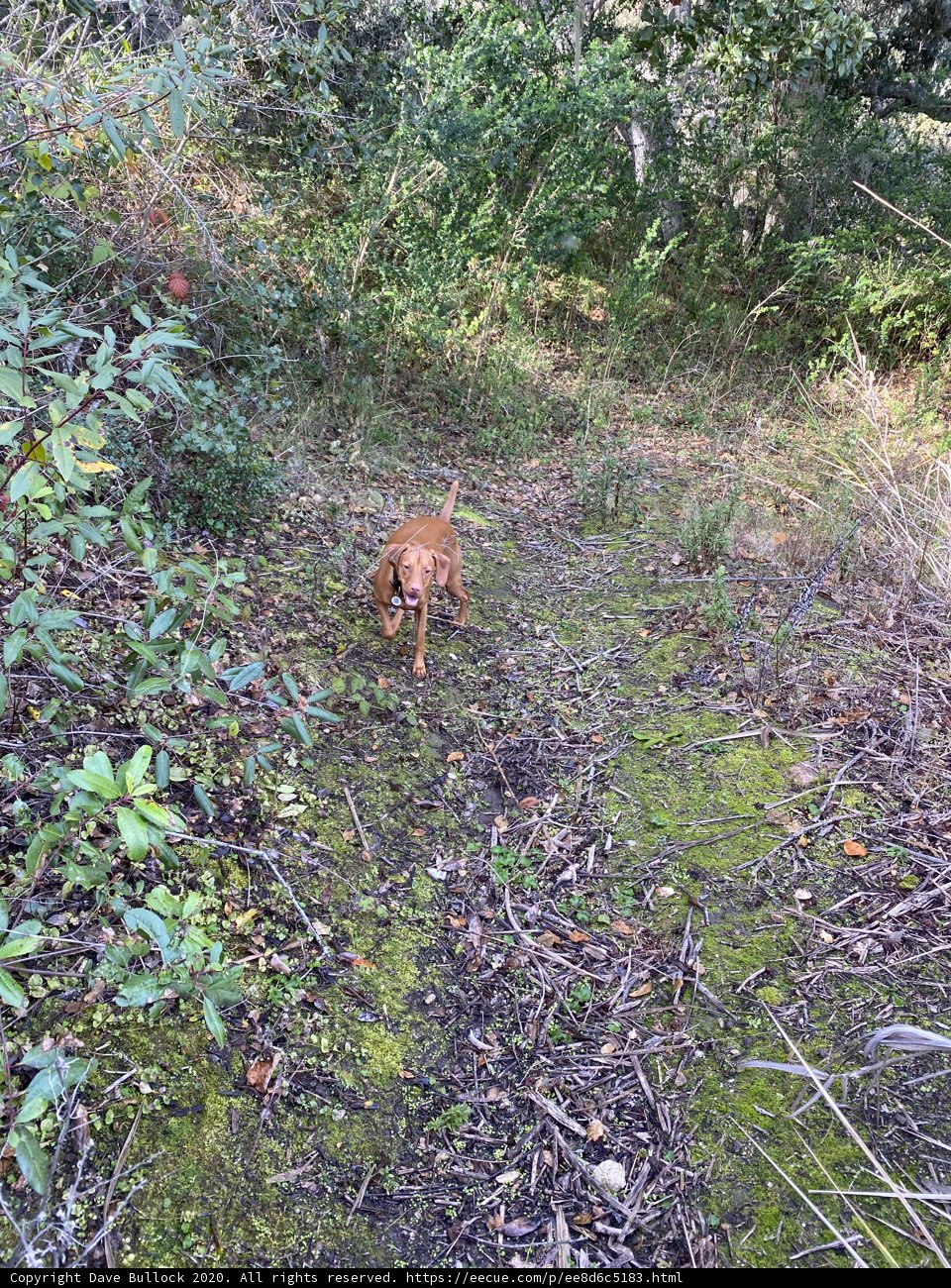 Serene Stroll Through the Wilderness