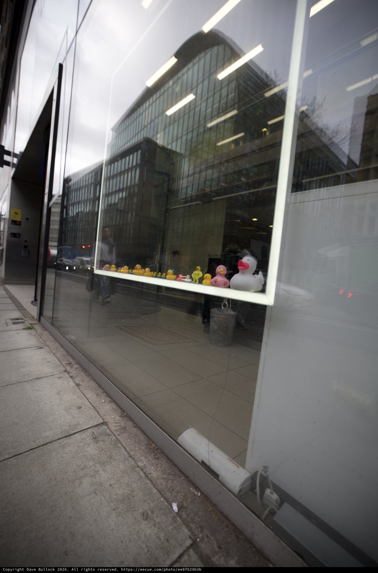 Urban Reflections: Rubber Ducks in Modern London Storefront