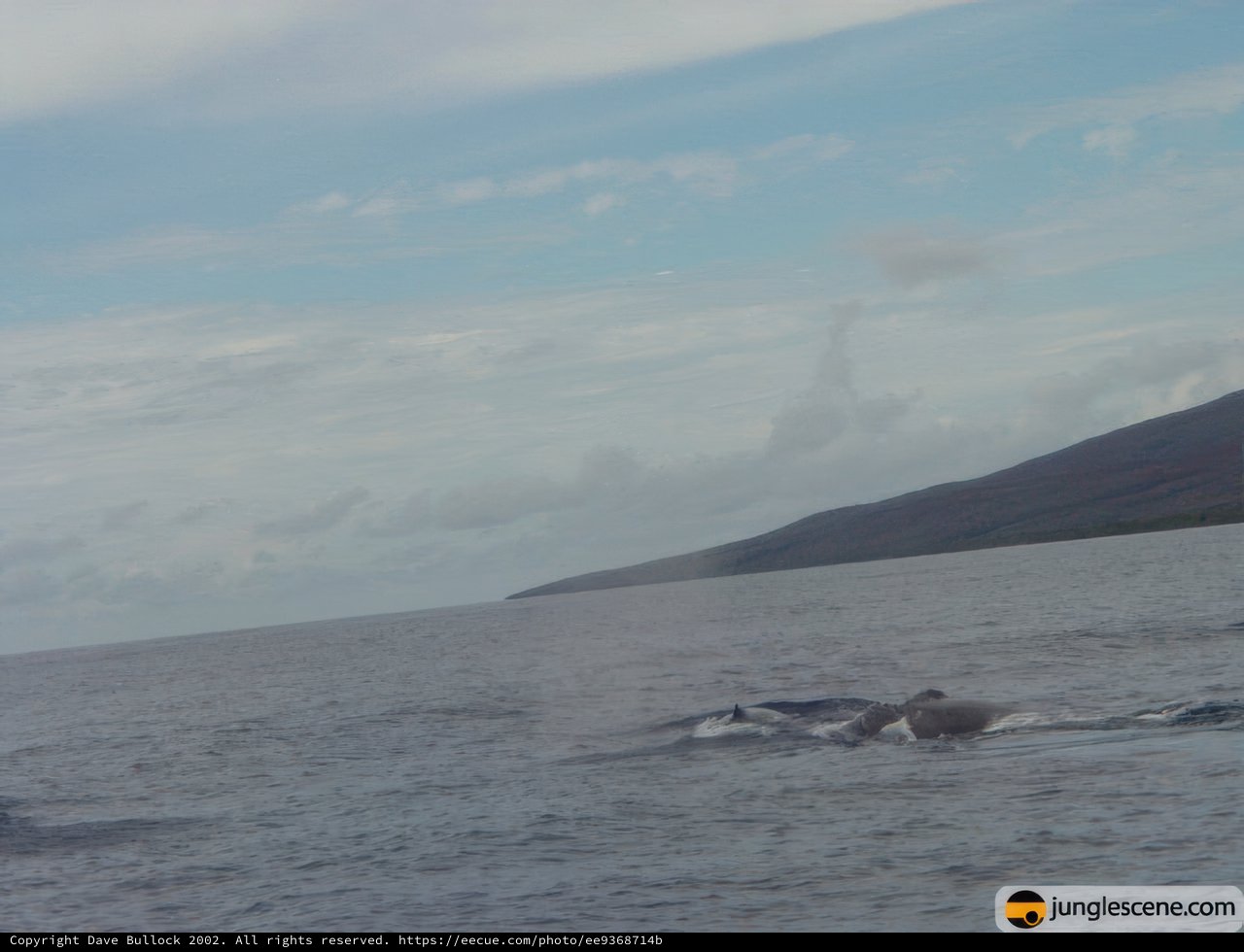 Majestic Humpback Whales in the Hawaiian Ocean