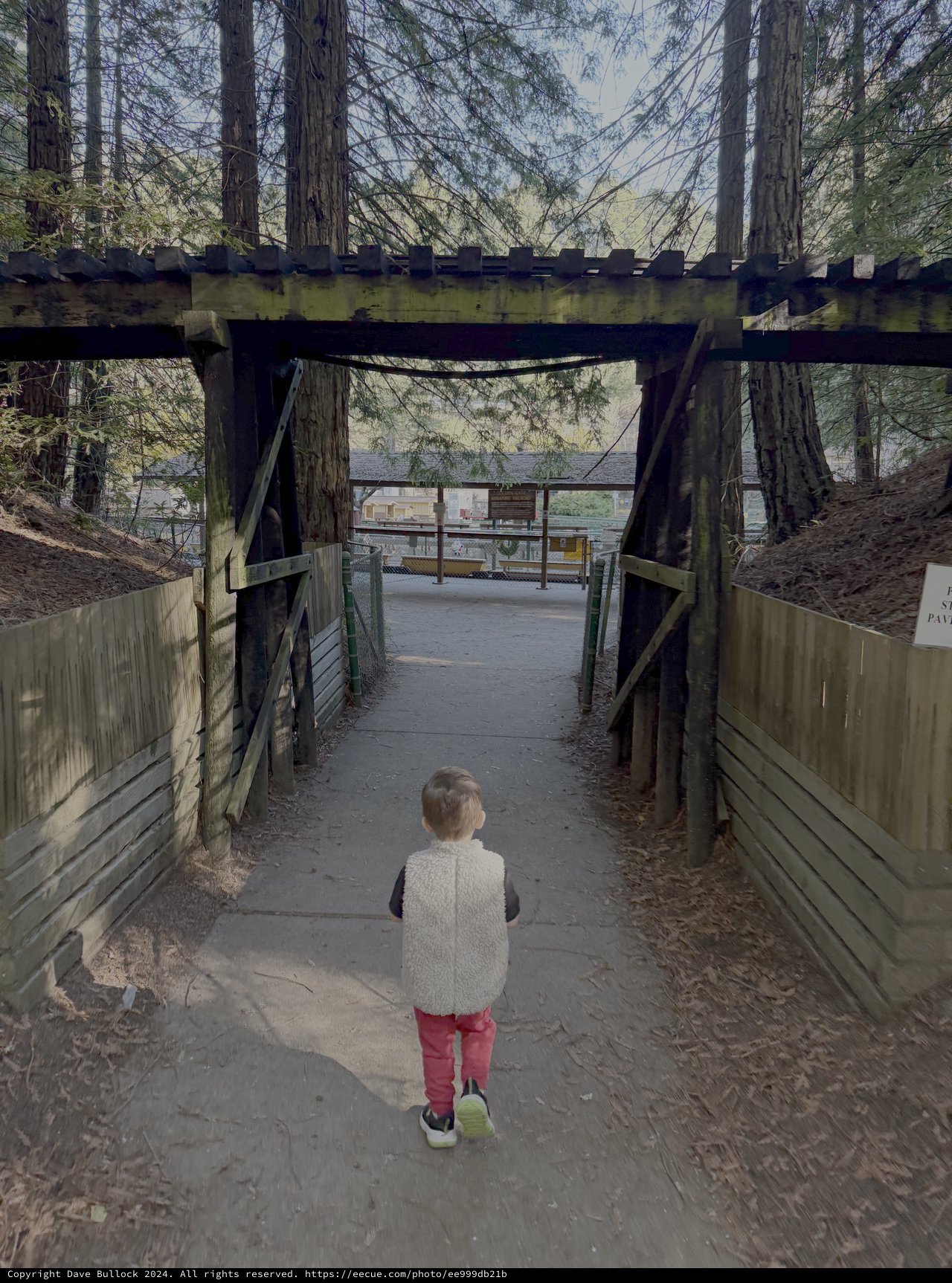 Child Exploring Forest Bridge Walkway
