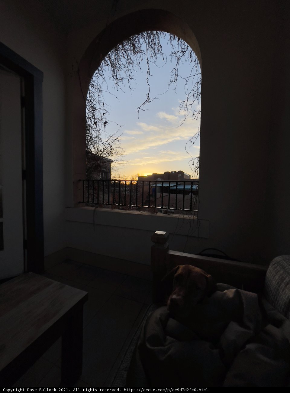 Furry companion enjoying the Santa Fe sunset