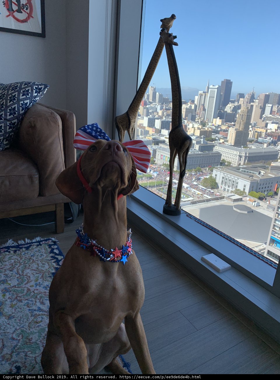 Patriotic Pup on the Rug