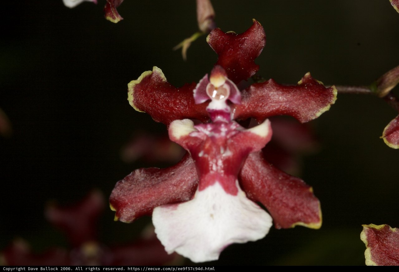Face in Bloom