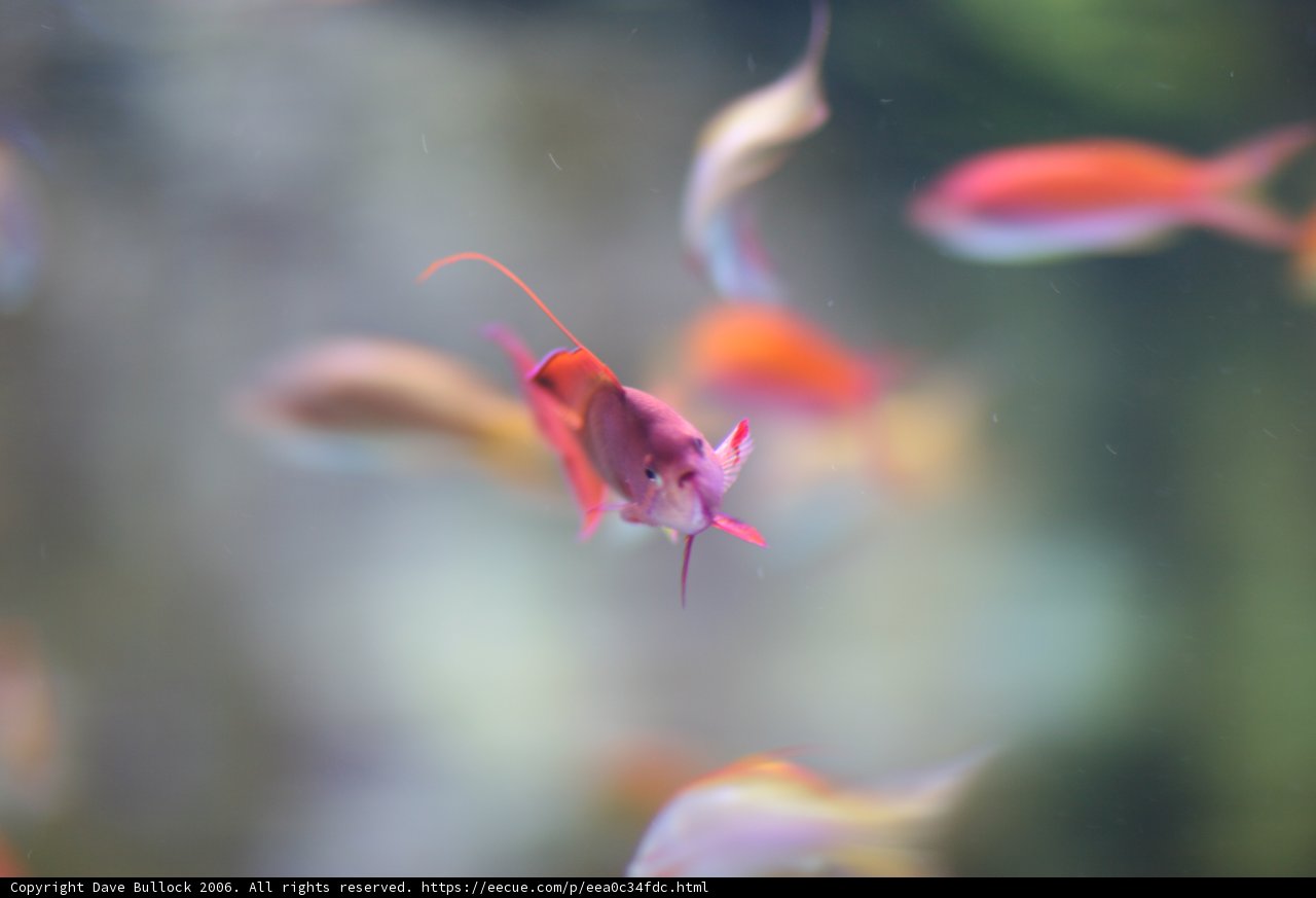 School of Fish in an Aquarium