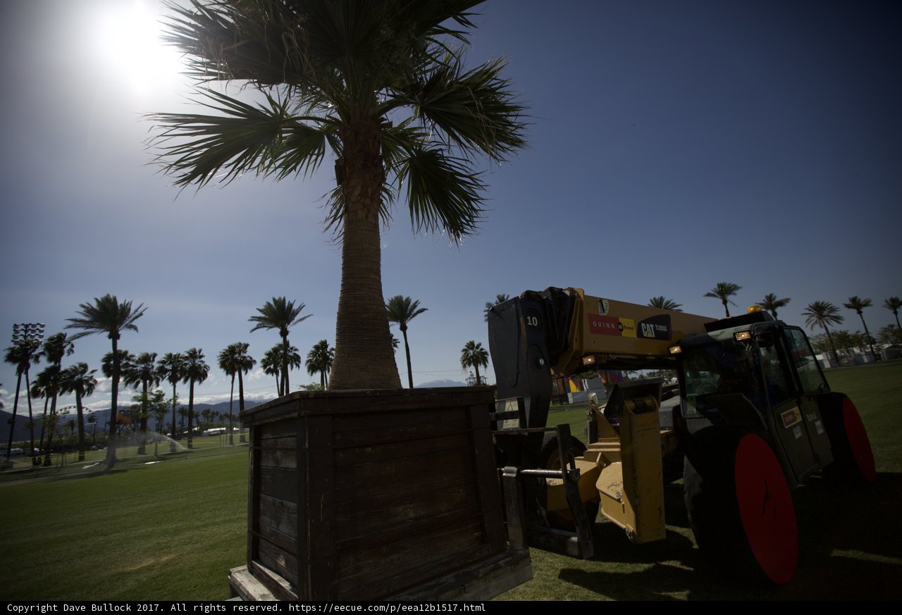 Moving Mighty Palms