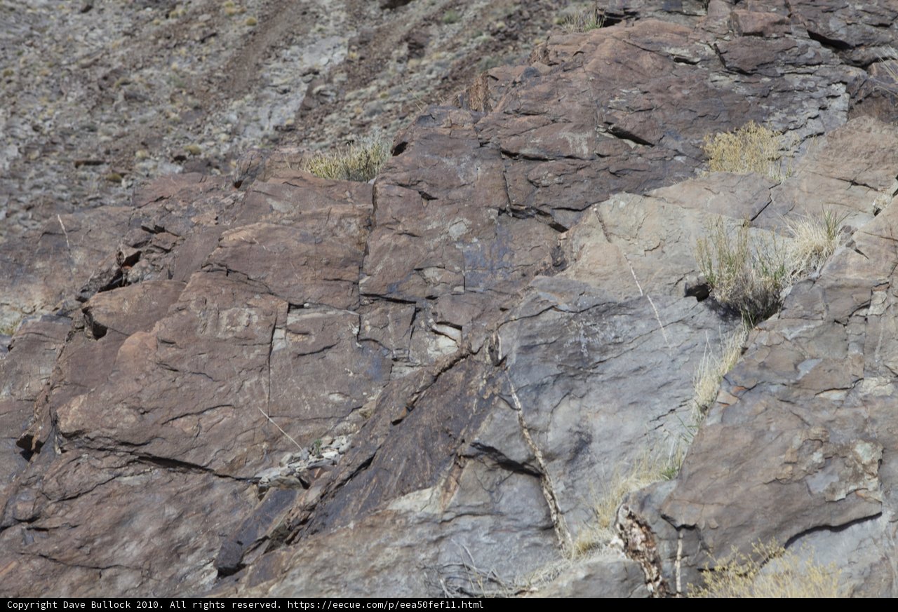 Majestic Beast at the Slate Cliff