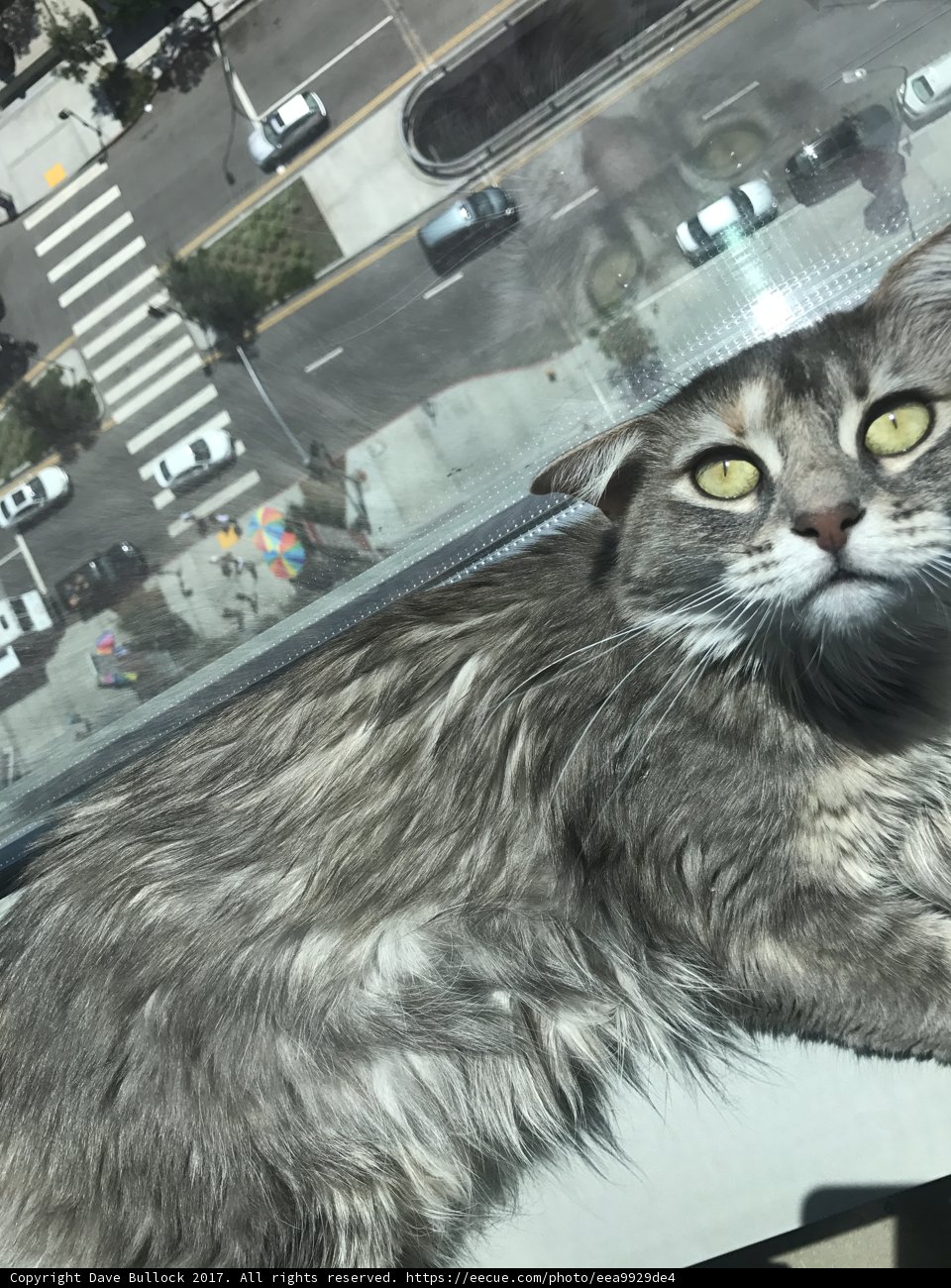 Feline Observation