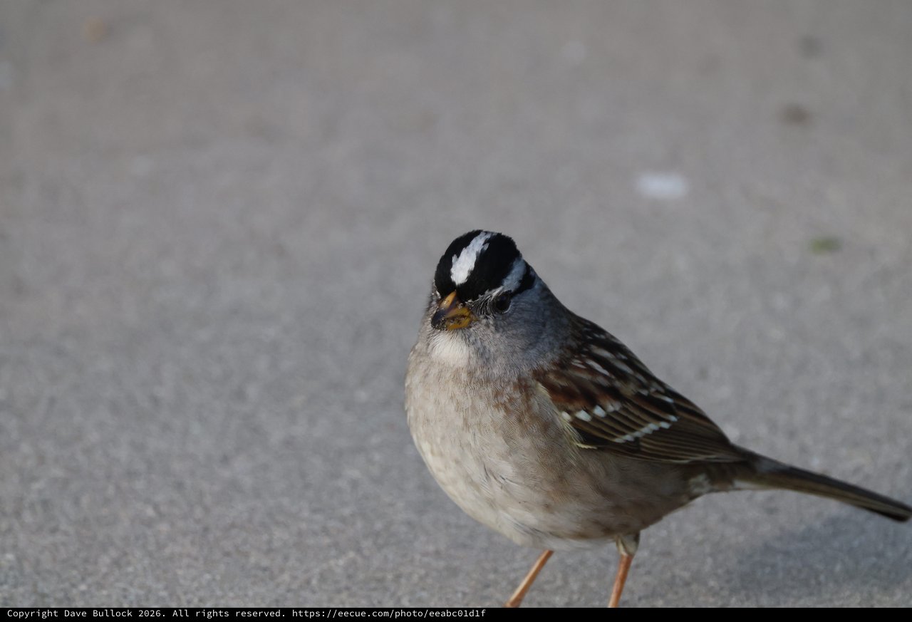 White-Crowned Sparrow on Gray Pavement Close-Up