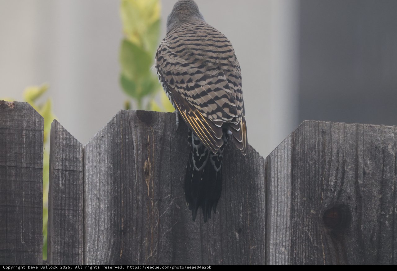 Zebra Dove Perched on Weathered Wooden Fence