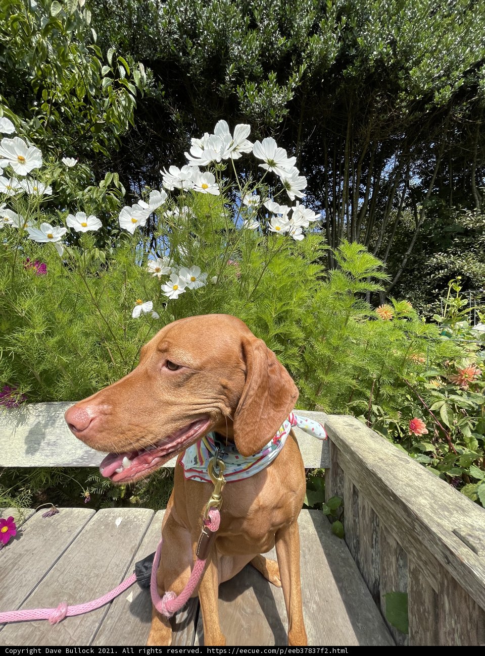 Pawsitively Floral