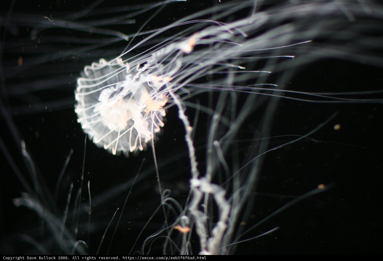 Underwater Majesty