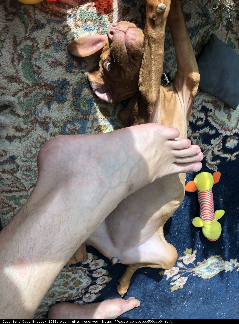 Furry Companion by the Foot